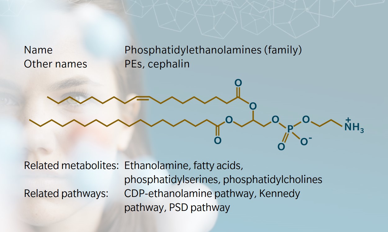 Phosphatidylethanolamines – Key lipids in cellular function and membrane integrity